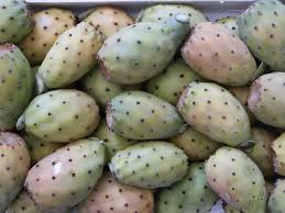 White/green fruits of cactus pear harvested at Muchaqqer station, Jordan