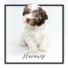 havanese puppies my next puppy