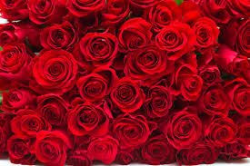 red roses wallpapers images browse