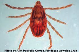 Brown Dog Ticks Are Resistant To Permethrin Study Finds