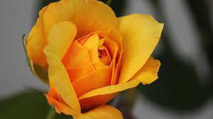 La rosa gialla e i suoi significati: il linguaggio dei fiori