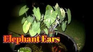 Choose a pot that's large enough. Elephant Ears Growing Calocasia Alocasia As Bog Filter For My Fish Pond Youtube