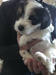 Yorki poos can have straight 'poodle tails' or the high carried tail of the yorkie. Adorable Morkiepoo Puppies Epsom Surrey Pets4homes