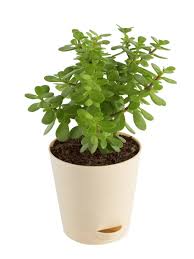 jade mini plant jade mini plant