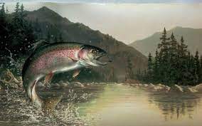 100 trout wallpapers wallpapers com