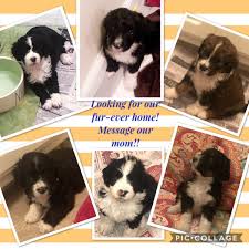 Bernedoodle puppies immediately available sc. Bernedoodle Puppies For Sale Bamberg Sc 307792