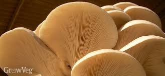 Growing Gourmet Mushrooms At Home From