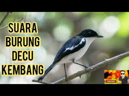 Decu kembang lagu mp3 download from lagump3downloads.com. Download Suara Burung Sikatan Belang Mp3 4 6 Mb Kicau Siburung Com