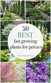 50 Fast Growing Plants For Privacy To