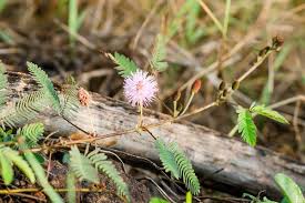 Now a ubiquitous lawn weed in north america, broadleaf or common plantain was brought to the new world by colonists from europe for its. Mimosa Pudica Wikipedia