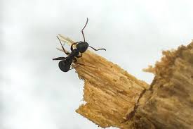 signs of carpenter ants in your house