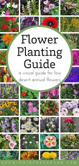 Spring wedding flower guide floral seasonal guide. Arizona Annual Flowers A Visual Guide For Low Desert Flowers Growing In The Garden