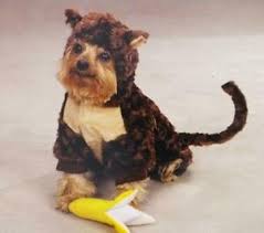 Details About Zack Zoey Dog Pet Brown Monkey Costume Size Large W Banana Squeak Toy New