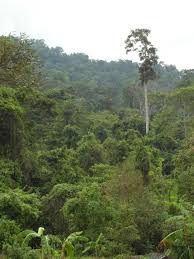 photo of jungle tropical rainforest