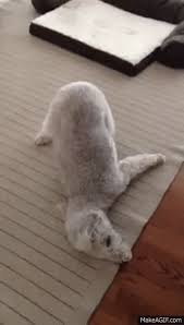 cute pup rubs face on carpet after