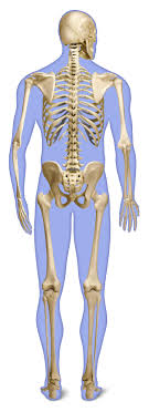 Skeletal system labeled diagrams of the human skeleton. Human Back Bones Back Of Human Skeleton Dk Find Out