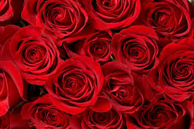 Red Roses Flowers Org Uk