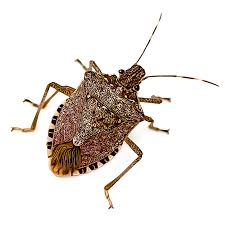 identify and control stink bugs