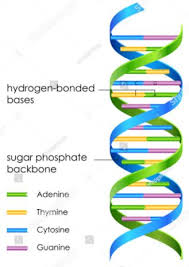 dna structure base pairs diagram