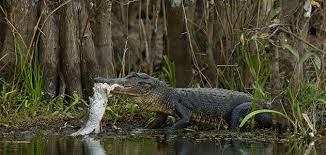 Alligators in the Everglades | Travel| Smithsonian Magazine