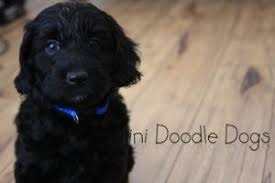 Mini labradoodle puppies are smart little guys who can quickly pick up on socialization and obedience training, so start this interaction early. Teacup Labradoodle Mini Labradoodle Puppies For Sale Black Reds Labradoodle Puppies For Sale Mini Labradoodle Puppy Labradoodle Mini