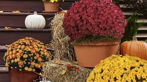 We did not find results for: Best Fall Flowers Plants For Gardens Lowe S Canada
