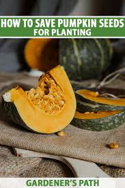 how to save pumpkin seeds to plant next