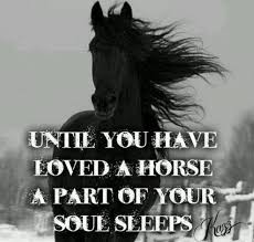 GoHorseShow | love horse quotes