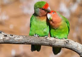 lovebirds images browse 47 353 stock