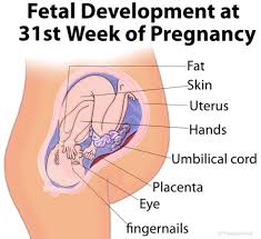 Plasenta merupakan organ yang menyalurkan nutrisi dan oksigen dari ibu ke bayi dalam kandungan. Perkembangan Janin Usia 31 Minggu Bidanku Com