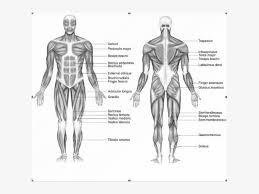 Related to the function of movement is the muscular system's second function: Labelled Diagram Of Muscular System Full Size Png Download Seekpng