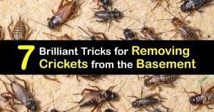 Getting Rid Of Crickets In The Basement