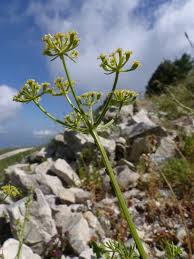 Scheda IPFI, Acta Plantarum Carum_heldreichii