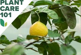 how to grow lemon trees indoors bob vila