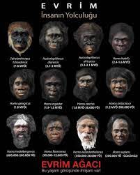 İnsan Atalarının ve Soyu Tükenmiş Yakın Kuzenlerinin Yüzleri Neye  Benziyordu? - Evrim Ağacı