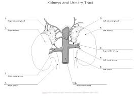 Urinary System Diagram Kidney Urinary Tract Renal System
