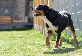 45) anerkannte schweizer hunderasse, die zum rassetyp der sennenhunde zählt. Schweizer Sennenhunde Und Swissydog