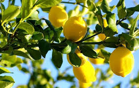 disease management in lemon cultivation