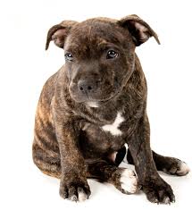 Staffordshire terrier pitbulls companion dog. Pitbull Breeds Discover The Differences Between The Pitbull Dog Breeds