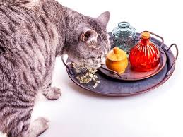 what scents do cats this list