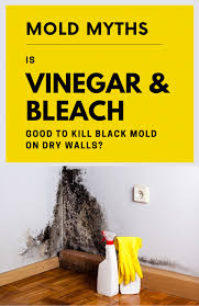 Black Mold Clean Black Mold Cleaning Mold