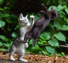 Who would win in a fight between a cat and a skunk? - Quora
