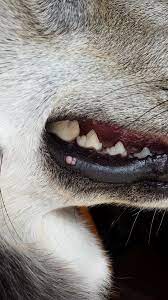 bs on inside dog s lip health