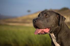 pit bull terrier dog names por