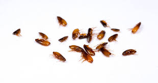 how long do flea bites last a simple