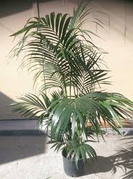 Kentia Palm Plant In 10 Pot 60 Tall