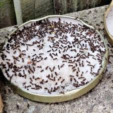 get rid of ants naturally