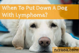 It will be a wise decision to relieve the dog from pain instead of suffering. Dog Lymphoma When To Euthanize National Canine Research Association Of America