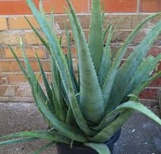 100% pure aloe vera gel & powder. Why Is My Aloe Vera Plant Turning Yellow And Brown Deep Green Permaculture