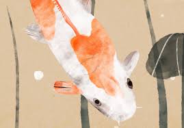 canvas print koi fish floating